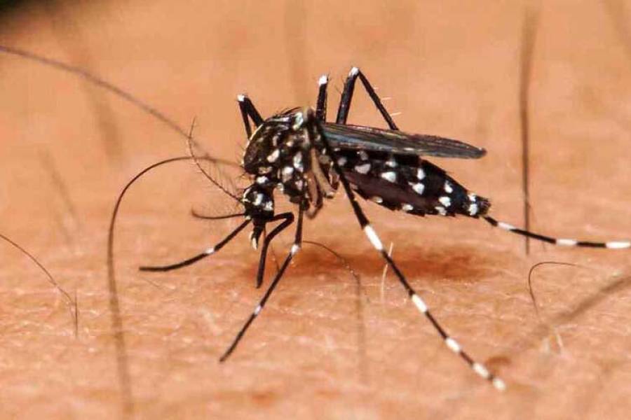 Dengue: “Tendríamos que haber actuado antes que la provincia esté incendiada”