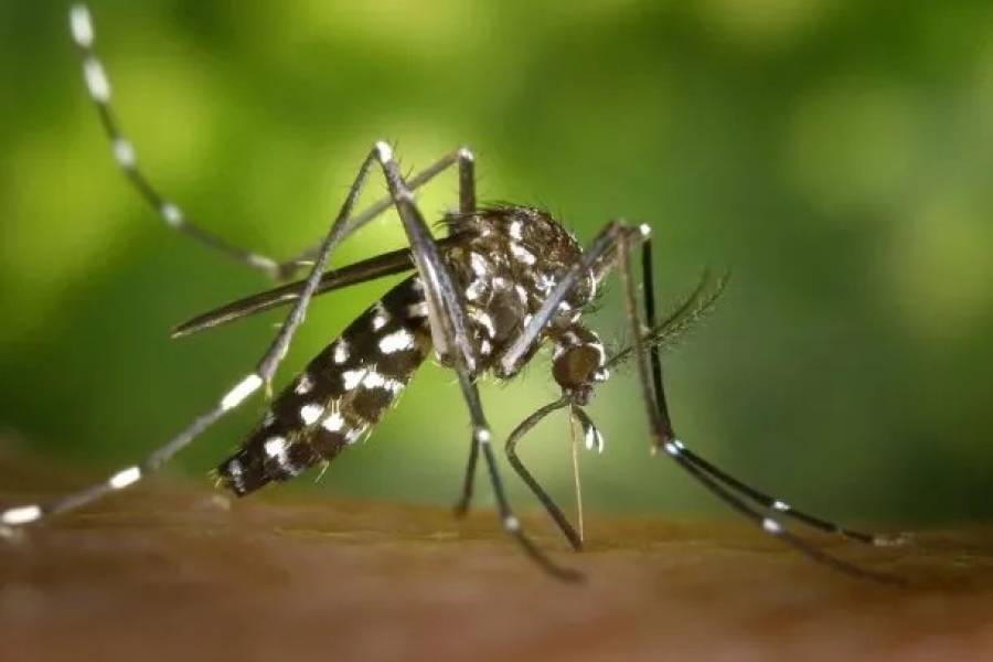 Dengue en Argentina: son más de 269 mil los casos en la temporada y cerca de 200 los fallecidos