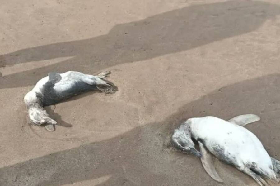 Mar del Plata: aparecieron decenas de pingüinos muertos en la costa