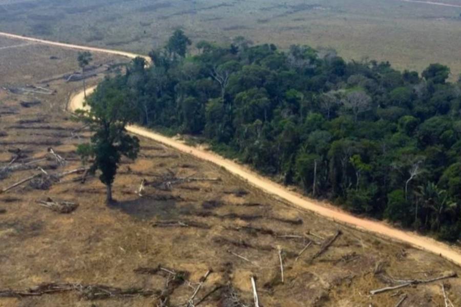 La deforestación en la selva amazónica de Brasil se redujo, pero aumentó la degradación del suelo