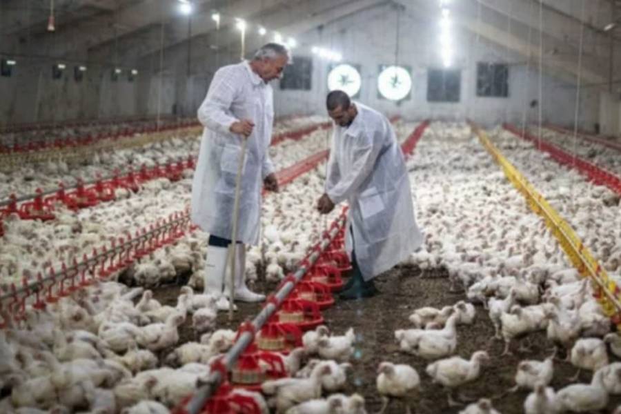 Brasil instala barreras sanitarias por un brote de gripe aviar que frena las exportaciones