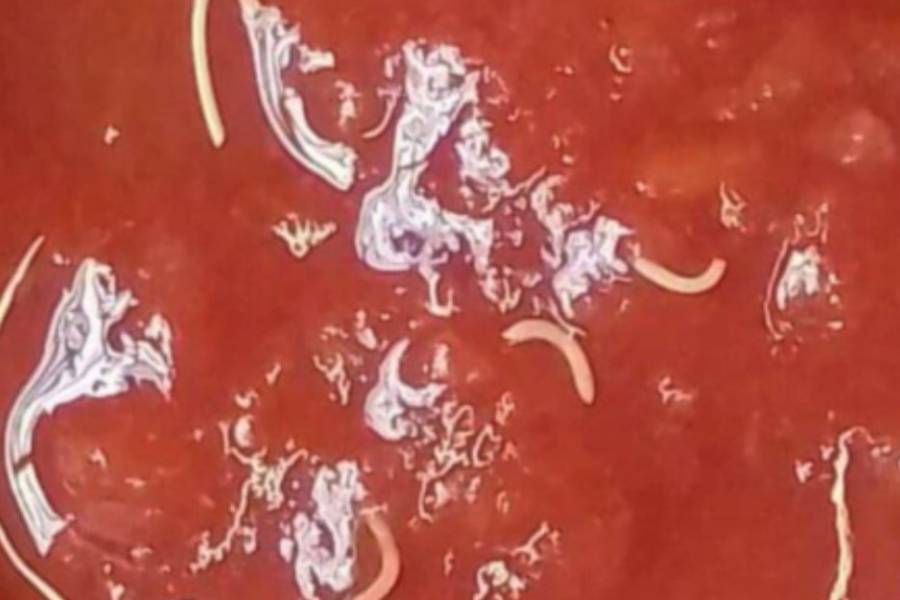 Alerta de ANMAT: piden no consumir un lote de tomate triturado Marolio por la presencia de 