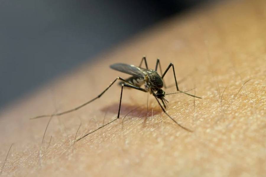 Santa Fe y Córdoba fueron las provincias más afectadas por el dengue en la temporada 2024-25