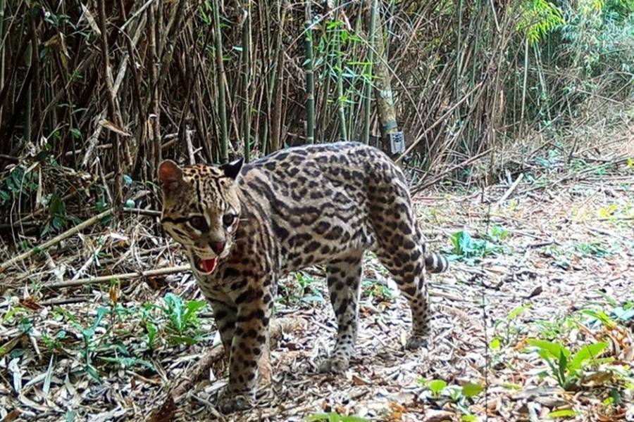 Realizan el mayor relevamiento poblacional del ocelote en la selva misionera