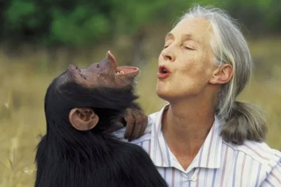 Murió Jane Goodall, la mujer que dedicó su vida a los chimpancés