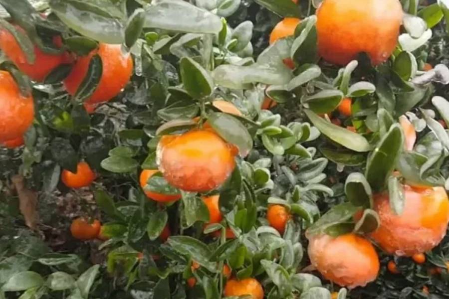 Disponen emergencia agropecuaria en Entre Ríos por heladas y granizo