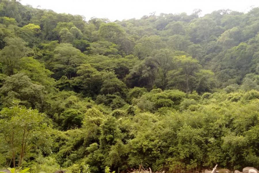 Avanza la gestión sostenible de los bosques nativos