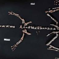 La Rioja: encontraron restos fósiles de un dinosaurio que vivió hace más de 230 millones de años