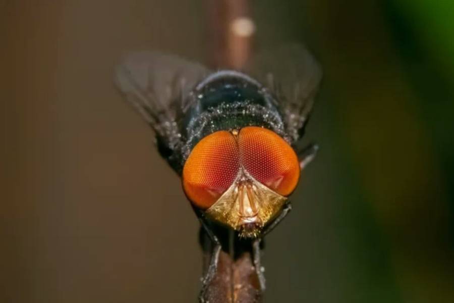 Japón y un avance gigante del tamaño de una mosca