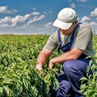 El Gobierno prorrogó la norma que permite trabajar en el campo temporalmente sin perder los planes sociales