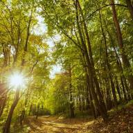 La Justicia ordena recomponer un bosque incendiado por su “valor colectivo”, aunque sea artificial