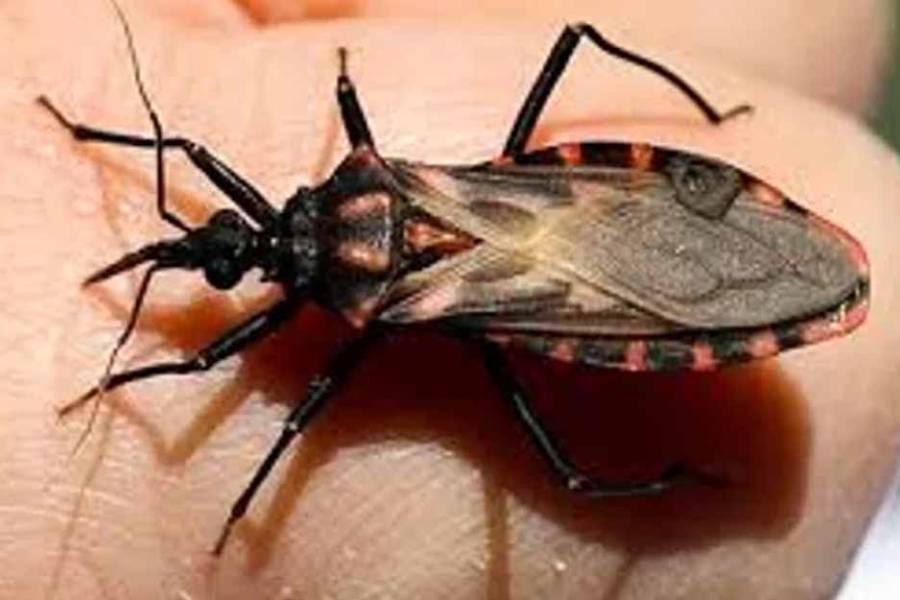 Se revalidó la interrupción de transmisión de Chagas en Corrientes y Neuquén