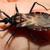 Se revalidó la interrupción de transmisión de Chagas en Corrientes y Neuquén