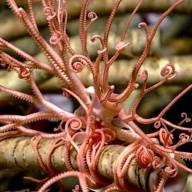 Una expedición de la UBA y el CONICET explorará ecosistemas extremos del Mar Argentino