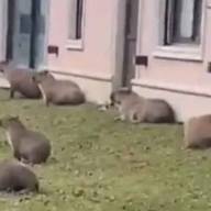 La Justicia falló a favor de los carpinchos en Nordelta