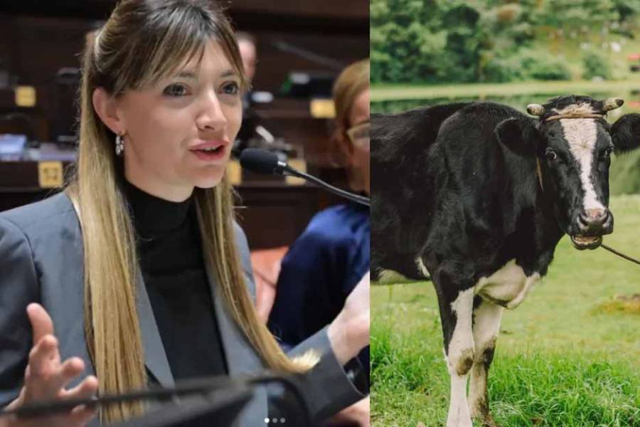 Una diputada kirchnerista quiere cobrar impuesto a los flatos y eructos de las vacas