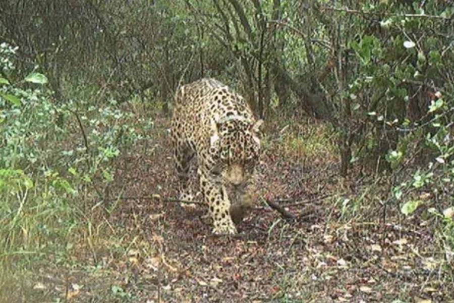 La millonaria recompensa por Açaí, la yaguareté desaparecida