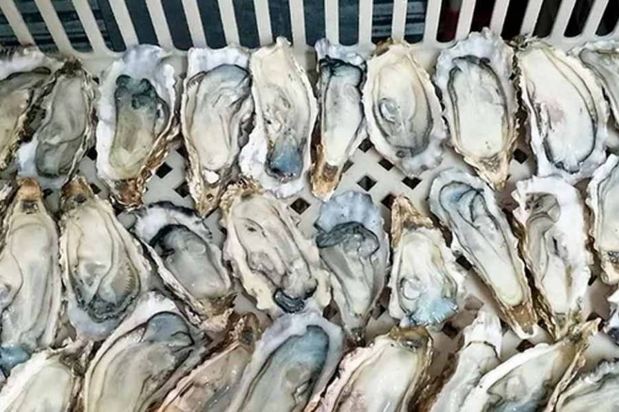 Con una especie invasora elaboran la primera salsa de ostras nacional