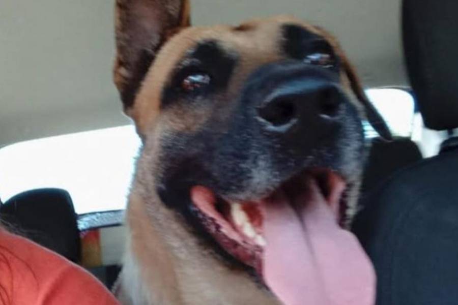 El perro peregrino de la Virgen del Valle