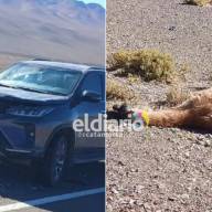 Matan a un guanaco tras embestirlo con una suv