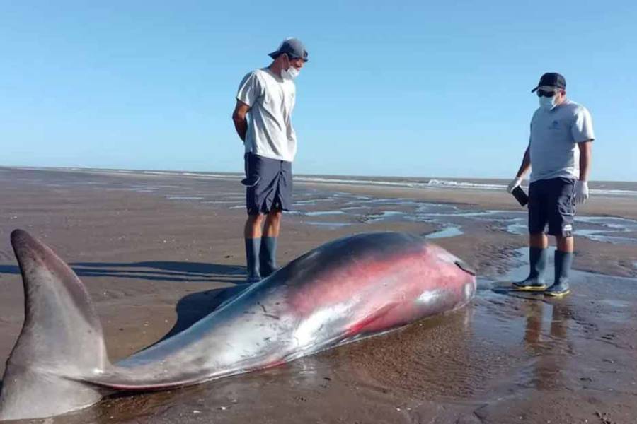 Sorpresa en La Costa: hallan a un zifio, uno de los cetáceos menos conocidos del mundo