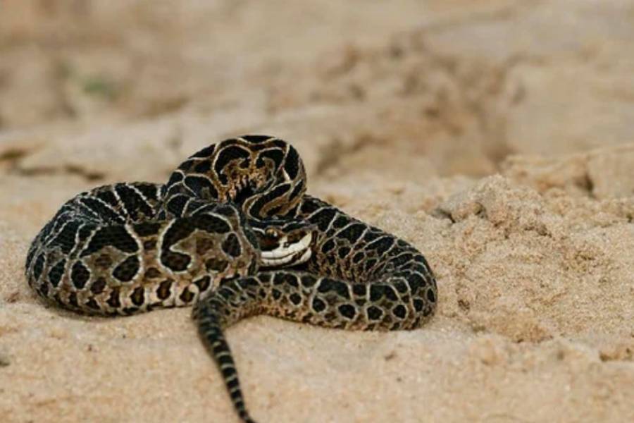 Lo mordió una yarará en Cipolletti y murió