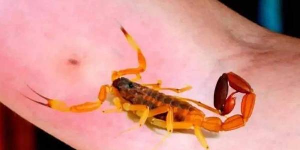 Alerta por animales ponzoñosos: Advierten sobre el aumento de picaduras durante el calor extremo