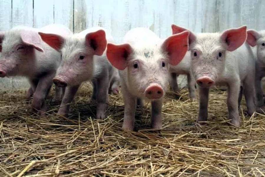 Nordelta: echaron a los carpinchos y ahora hay invasión de chanchos salvajes