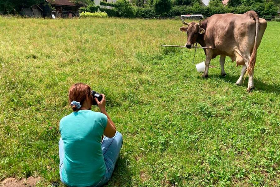 Veronika, la vaca que sorprendió a los científicos al usar herramientas como un chimpancé