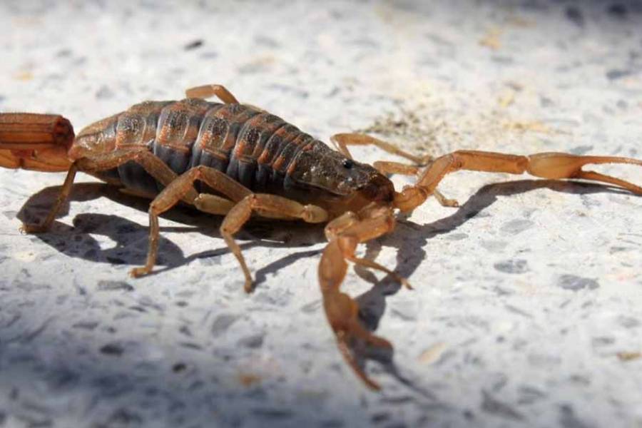 Alacranismo: los casos disminuyeron en un 6%