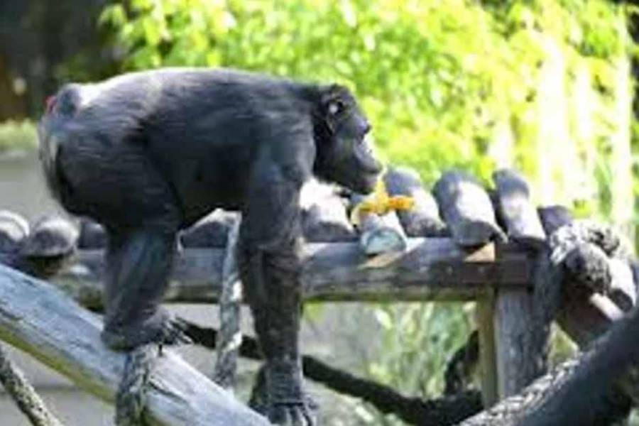 Tristeza: murió Tomy, el histórico chimpancé del ex Zoológico de La Plata