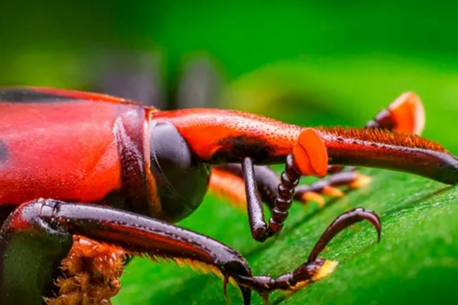 Declararon la emergencia fitosanitaria por el Picudo Rojo de las Palmeras: qué es y qué hace