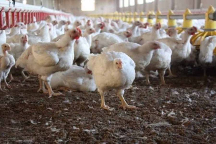 Refuerzan la vigilancia epidemiológica ante nuevos casos de gripe aviar