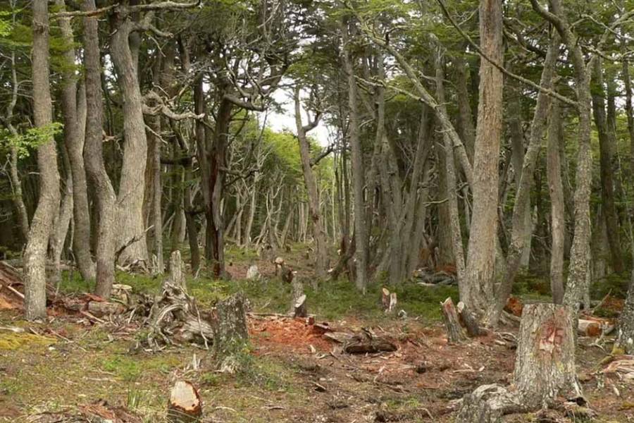 Un proyecto de ley fija nuevas sanciones por destruir bosques nativos: hasta 10 años de prisión