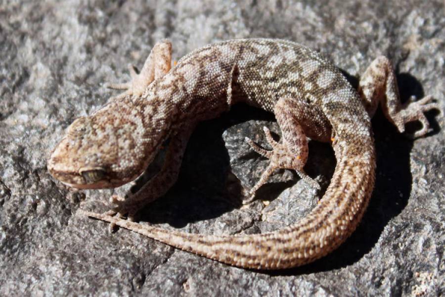 CONICET: Encuentran un reptil en extinción en Catamarca y La Rioja