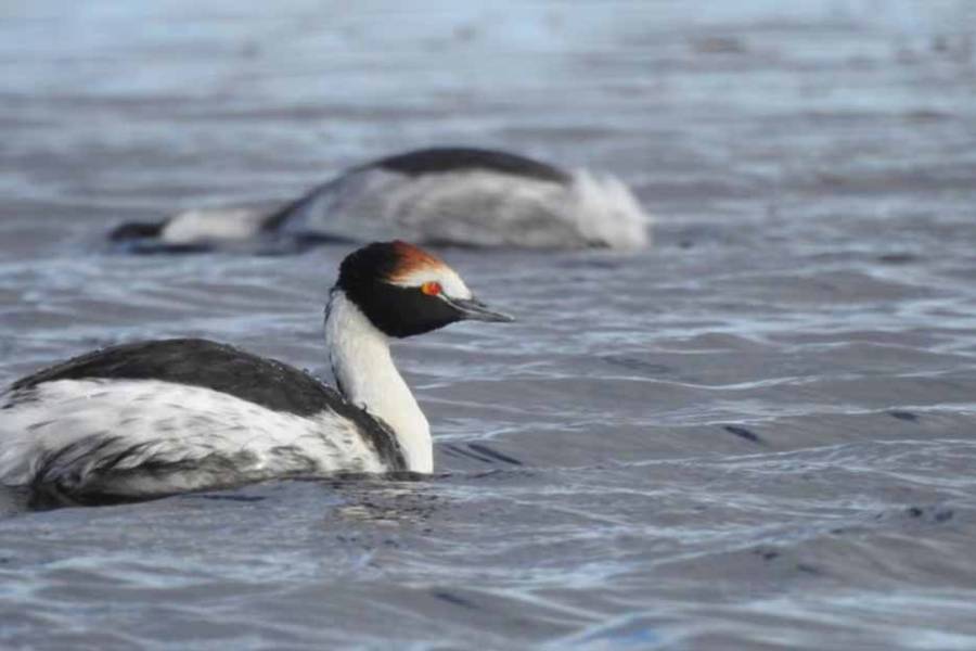 Tras una década, el macá tobiano vuelve a reproducirse en la Patagonia: cómo se monitorean los nidos
