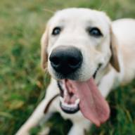 ¿Los perros sonríen cuando están felices?