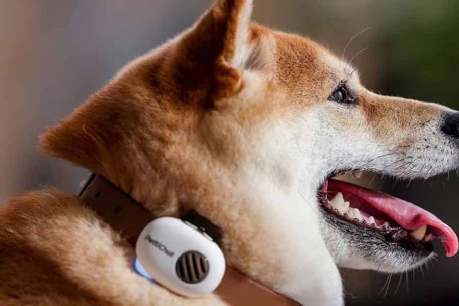 Así funciona el collar con IA que busca traducir a perros y gatos