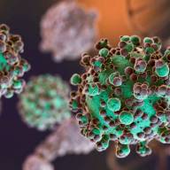 Hantavirus: no se notificaron nuevos casos en Argentina
