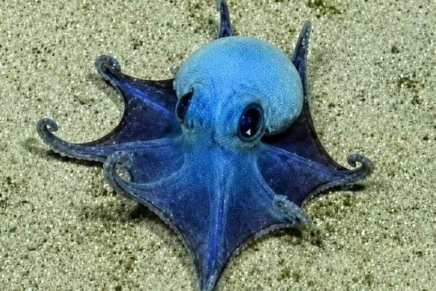 Descubren nueva especie de diminuto pulpo azul en las islas Galápagos