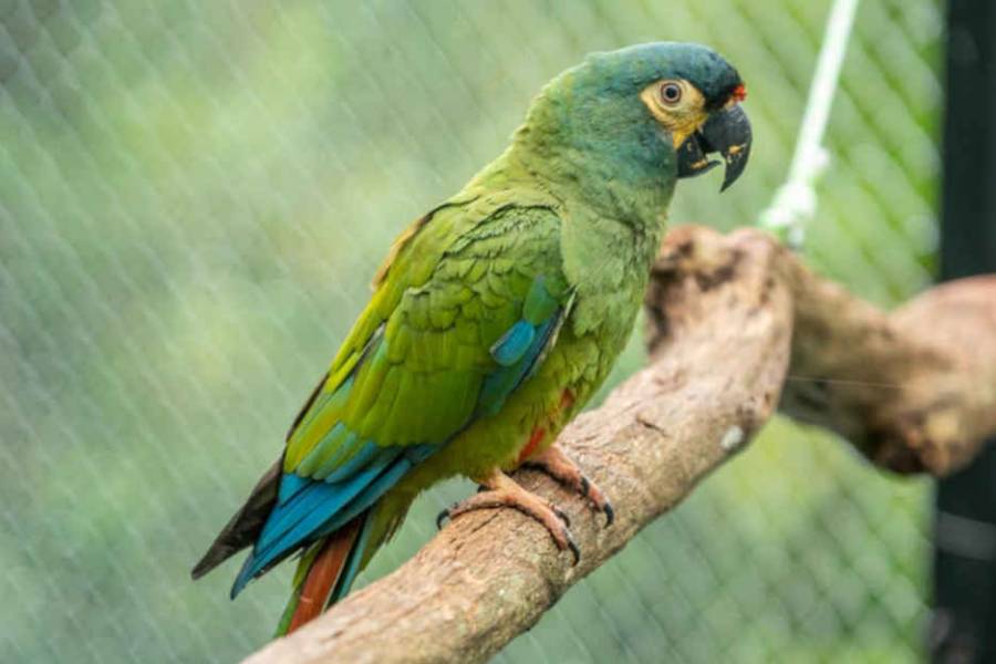 Buscan devolver a Argentina una especie que se extinguió del país hace décadas