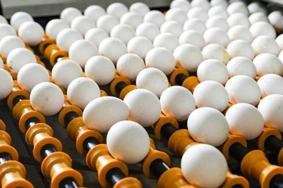 Argentina impulsa exportaciones de cerdo y huevos: marcaron récord en el primer cuatrimestre