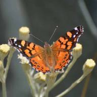 Nadie imaginaba que esta mariposa podía viajar tanto: el hallazgo que sorprendió a la ciencia