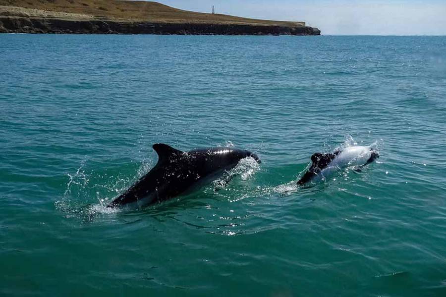 Día de los Océanos: por qué se celebra el 8 de junio en la Argentina y en el mundo