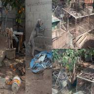 Secuestraron y resguardaron 63 animales en la Capital de Catamarca