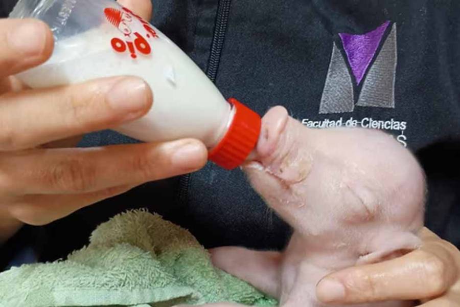 Nació en Argentina el primer cerdo clonado de América Latina