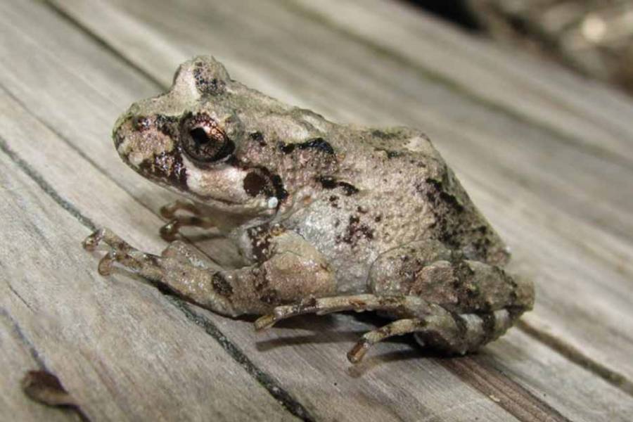Creían que se había extinguido: cuál es la especie de rana que sobrevivió a incendios en la Patagonia