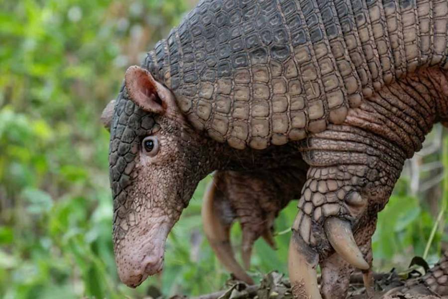 Chaco: colocan un dispositivo satelital a un tatú carreta, el armadillo más grande del mundo