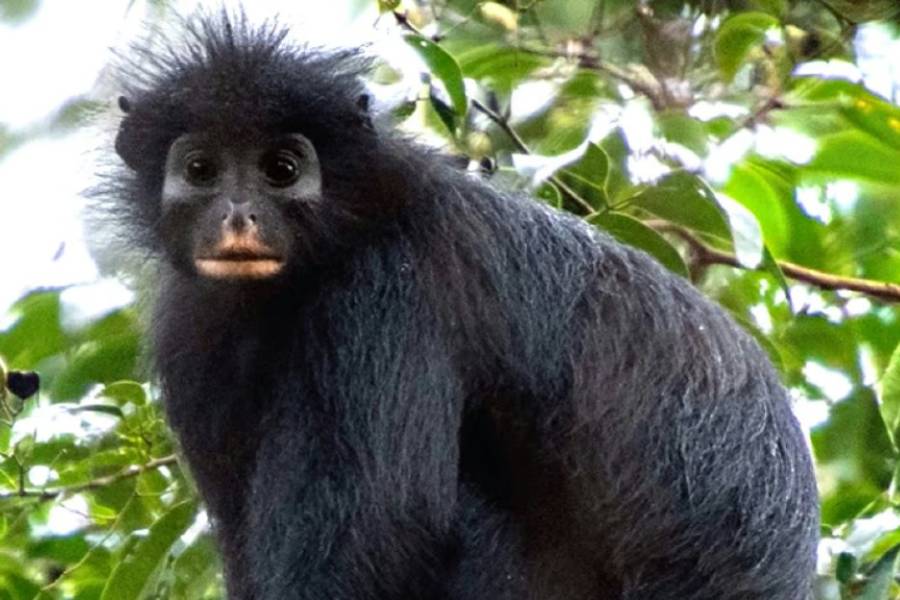 Científicos descubren una nueva especie de mono: tiene cara de “máscara“