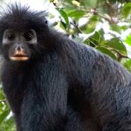 Científicos descubren una nueva especie de mono: tiene cara de “máscara“